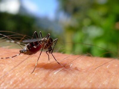 Ιός Δυτικού Νείλου: 19 θάνατοι και 39 κρ...