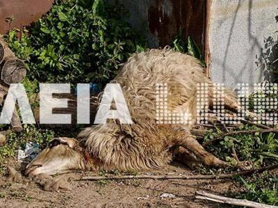 Ηλεία : Έσφαξαν ένα ολόκληρο κοπάδι αρνι...