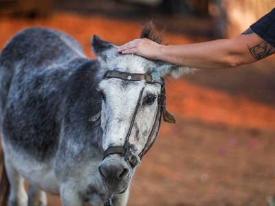 Μάτια που μιλούν μέσα στις στάχτες