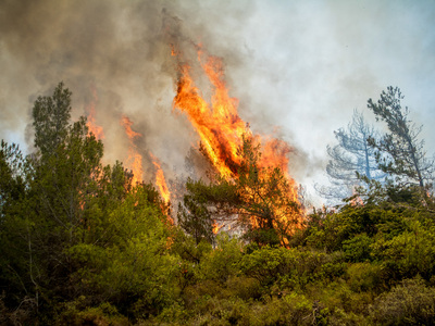 Φωτιά σε δασική περιοχή στο Κάλφα Αχαΐας