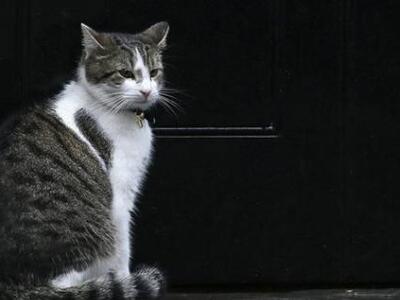 Ο γάτος...κάλεσε την Άμεσο Δράση και έβα...