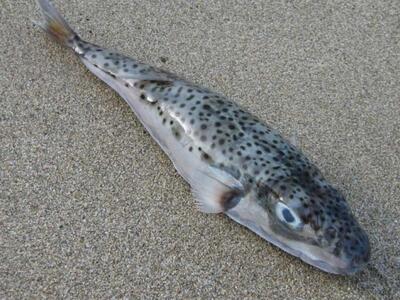 Κεφαλονιά: Το επικίνδυνο ψάρι λαγοκέφαλο...