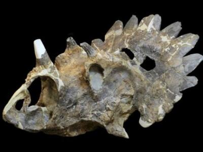 Επιστήμονες ανακάλυψαν απολίθωμα ενός πε...