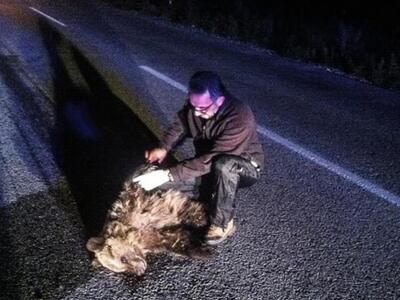 Νεκρή μικρή αρκούδα στην επαρχιακή οδό Κ...