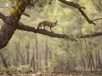 The Tightrope Walker DANIEL VALVERDE FER...