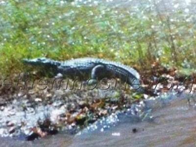 Απίστευτο κι όμως πραγματικό -Βρέθηκε κρ...