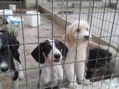 ΟΙΚΙΠΑ: Ο σταθμός αδέσποτων είναι λύση, ...