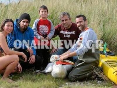 Μεσολόγγι : Διάσωση τραυματισμένου αργυρ...