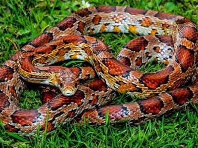 Έρευνα επιχειρεί να δώσει απαντήσεις για...