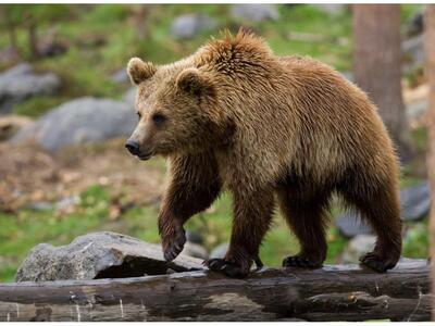 Αρκούδα ξερίζωσε το χέρι εννιάχρονου σε ...