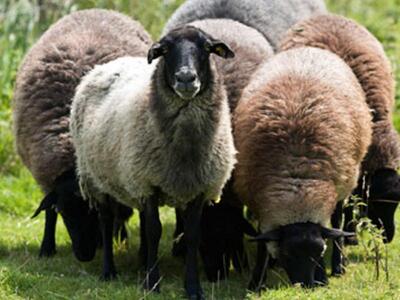 Αιτωλ/νια: Με τα κλοπιμαία αγόραζε ... π...