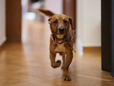 Ο Πίνατ, το χαριτωμένο σκυλάκι που υιοθέτησε ο K. Μητσοτάκης από καταφύγιο, βολτάρει στο Μαξίμου (photos)