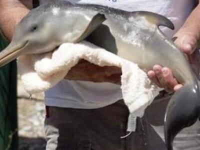 Κόρινθος: Η θάλασσα ξέβρασε ένα νεογέννη...