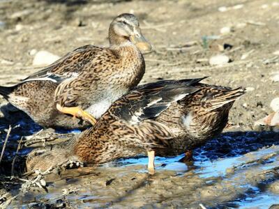 Ολλανδία: Σκότωσαν 190.000 πάπιες εξαιτί...