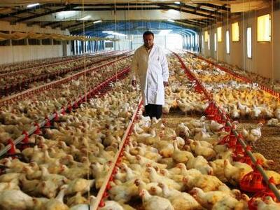 Πρόστιμα 42,5 εκατ. ευρώ σε πτηνοτροφικέ...