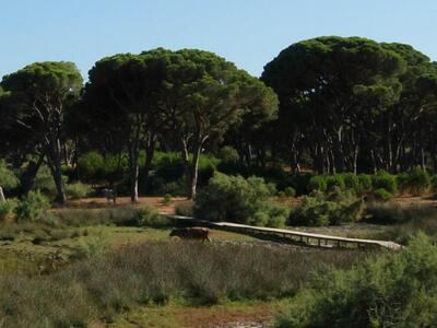 Σύστημα έγκαιρης ανίχνευσης φωτιάς σε Κο...