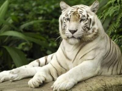 Λευκός τίγρης σκότωσε αγοράκι σε ζωολογικό κήπο