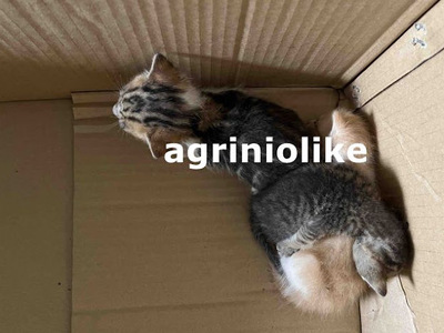 Αγρίνιο: Πήγε το αυτοκίνητο στο συνεργεί...