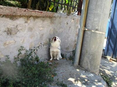 Πάτρα: Εγκατέλειψαν σκύλο δεμένο σε κολώ...