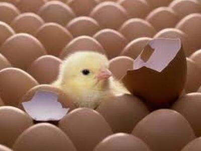 Κατασχέθηκαν 52.750 ακατάλληλα αβγά από τον ΕΦΕΤ