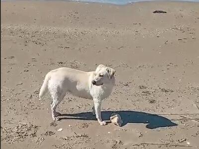 Πάτρα: Χάθηκε η Φίφη από την οδό Ακρωτηρ...