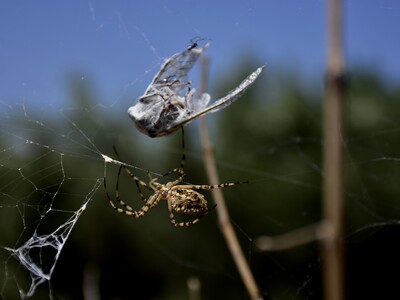 Ο τζίτζικας στον ιστό της αράχνης 