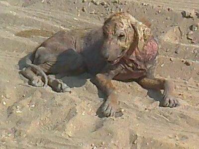 Ηλεία: Εικόνες φρίκης με κακοποιημένα αδέσποτα