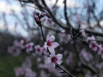 Η ανθισμένη Κερασιά, σύμβολο της άνοιξης 