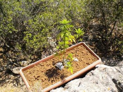 Συνελήφθη  32χρονος καλλιεργητής ναρκωτι...