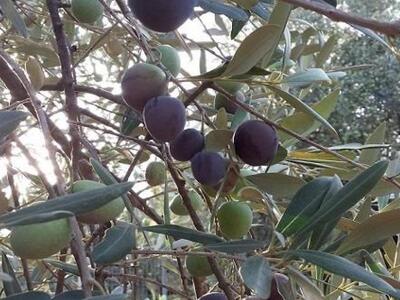 ΕΑΣ Αγρινίου: Οι ελιές σαπίζουν στα χωρά...
