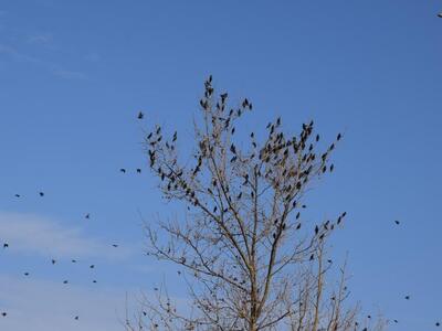 Πάτρα: Απίθανες εικόνες με μεταναστευτικ...