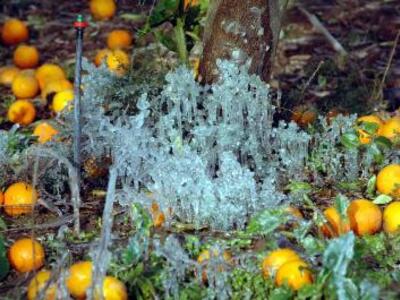 Καταστροφές σε πορτοκάλια και μανταρίνια...