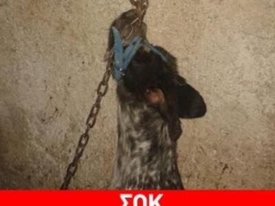 Σοκ: Κρέμασαν σκύλο στην Ηγουμενίτσα
