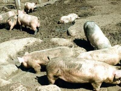 Αιτωλοακαρνανία: Η εκδίκηση του... γουρο...