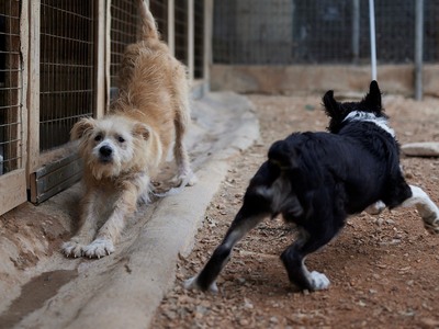 Κόρινθος: Αγέλη 15 σκύλων επιτέθηκε σε ο...