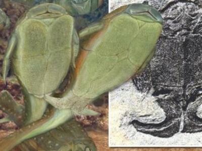 Ξαναγράφεται η (385 εκατ. ετών) ιστορία του σεξ