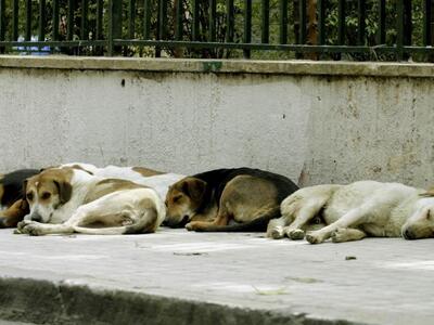 Ναύπακτος: Αδέσποτα σκυλιά επιτέθηκαν σε 21χρονο