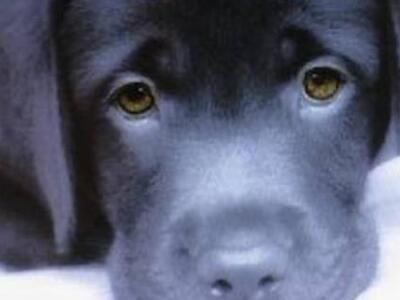 Ηλεία: 57χρονος προσπάθησε να πνίξει σκύ...