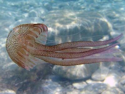 Η Μεσόγειος μετατρέπεται σε θάλασσα με μ...