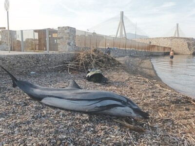 Ρίο: Νεκρό δελφίνι στην παραλία δίπλα απ...