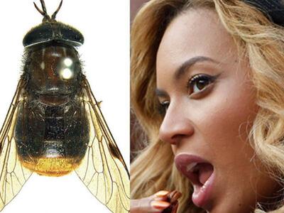 Και το όνομα της αλογόμυγας... Μπιγιονσέ