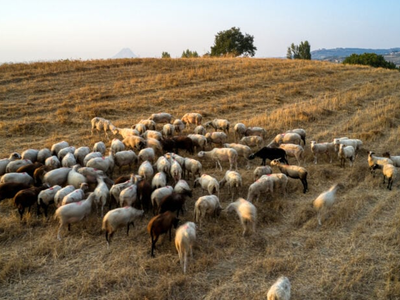 Δυτική Ελλάδα: 5 εστίες πανώλης αιγοπροβ...