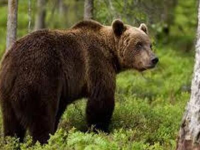 ΗΠΑ: Αρκούδα έτρωγε για μέρες το σώμα ηλ...