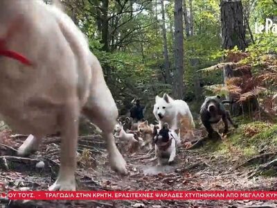 Επάγγελμα συνοδός σκύλου