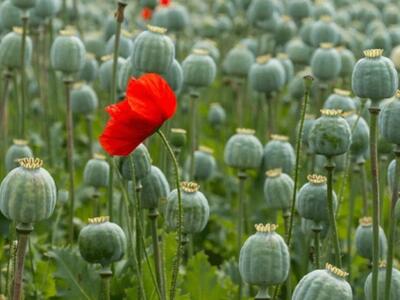 Επιστήμονες δημιούργησαν συνθετική μορφί...