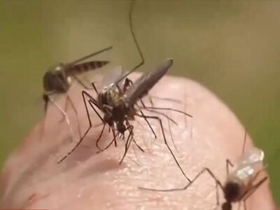 Ιός Δυτικού Νείλου: Επιπλοκές σε 5 από τ...