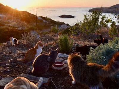 Φωτογραφία: Syros Cats