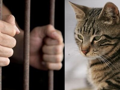 Πάτρα: Η πρώτη προφυλάκιση για τη δολοφονία ζώου! 