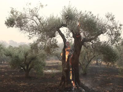 Φωτιές: Πάνω από 400.000 στρέμματα κάηκα...