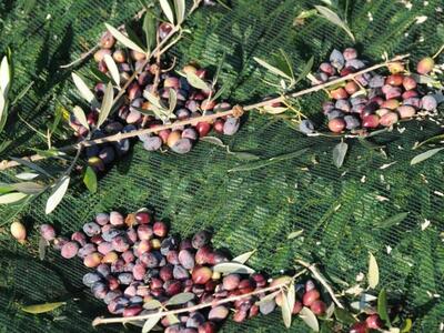 Συνταγή ομορφιάς: Φτιάξτε λάδι κατά της ...